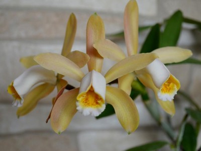 Cattleya Forbsa.JPG