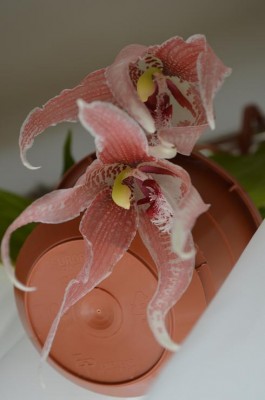 Paphinia.JPG