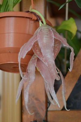 Paphinia1.JPG