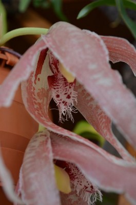 Paphinia2.JPG