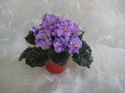 getImage (2).jpg