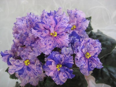 getImage (3)_800x600.jpg