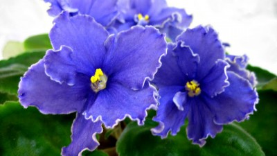 IMG_2590.JPG