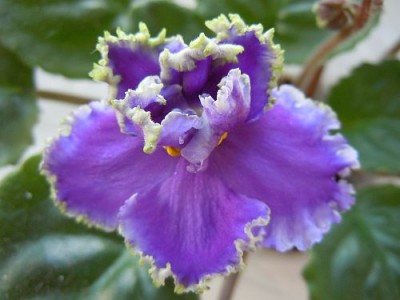 VIOLETS 007.jpg