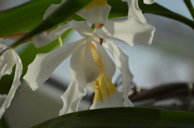 coelogyne cristata.JPG