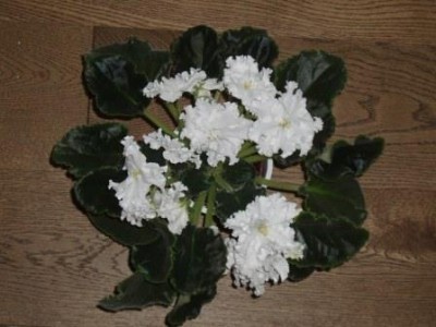  (розетка).jpg