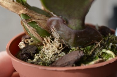 Psychopsis.JPG