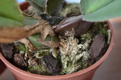 Psychopsis1.JPG