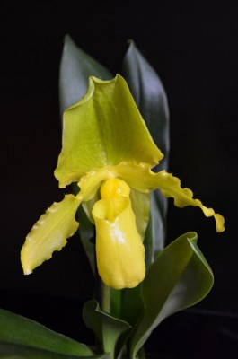 Paph.Cadmium Glow.JPG