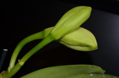 Cattleya_ butony.JPG
