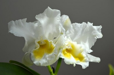 Cattleya.JPG