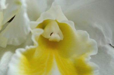 Cattleya1.JPG