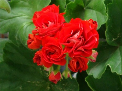 ddcd68c9cff3.jpg