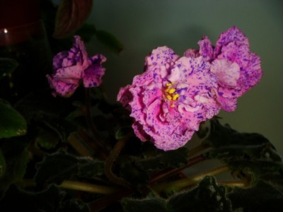 DSC04231 [320x200].JPG