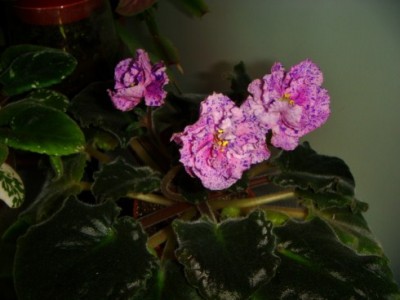 DSC04234 [320x200].JPG