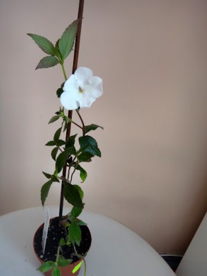 DSC02885.JPG