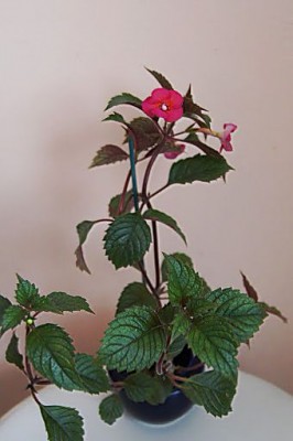 1DSC04430.jpg