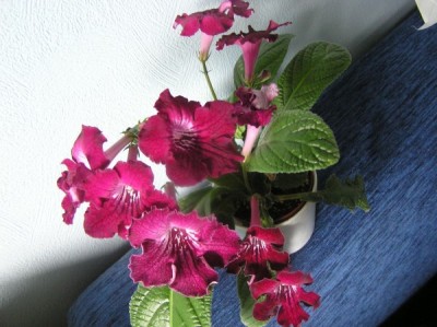 Barwy Indii.jpg