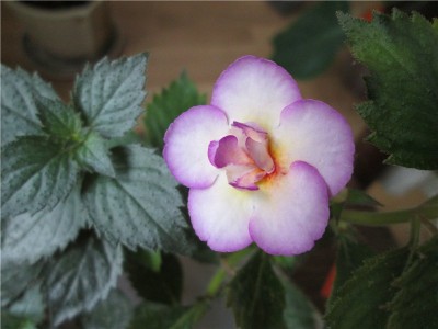 Shy Sun flower.jpg