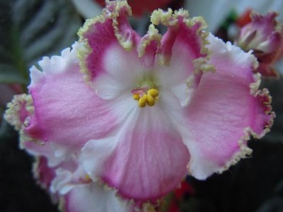 Foto 002.jpg