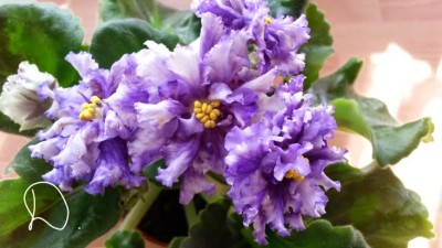 2014-04-20 10.37.14-1.jpg