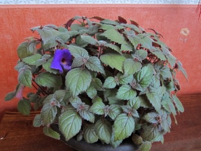IMG_5334g.jpg