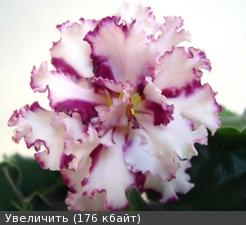 5526617m.jpg