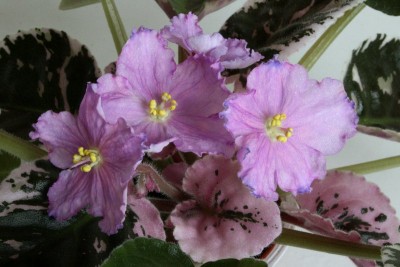 114_800x533.jpg