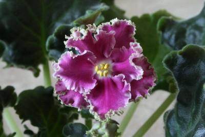 062_800x533.jpg
