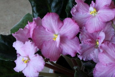 014_800x533.jpg