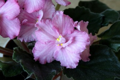 013_800x533.jpg
