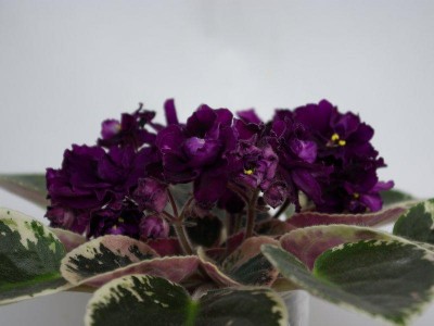 SG104097u.JPG