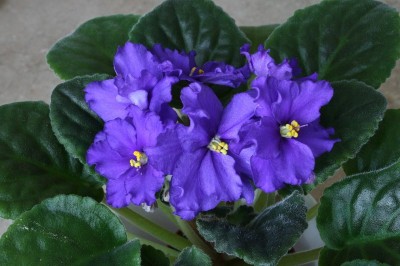 057_800x532.jpg