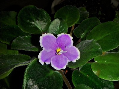 DSC09060 (Copy).JPG