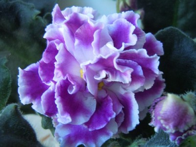 Zoo-Violets 027.jpg