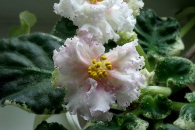 014_800x533.jpg