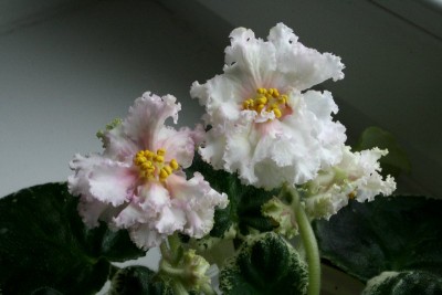 016_800x533.jpg