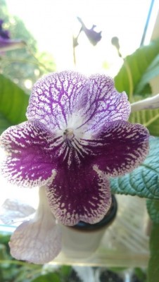 Somerset Purple Ice_.jpg