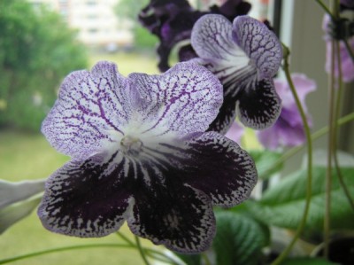 Somerset Purple Ise.jpg