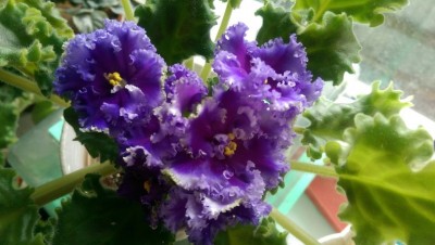 Partly Cloudy sport 26.07.2015.jpg