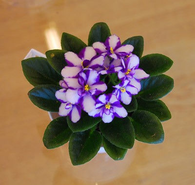 DSC_0126small.jpg