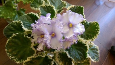 Lavender Swirl 05.11.2015.jpg