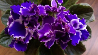 Rhapsodie Cora 05.11.2015.jpg
