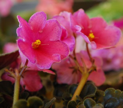 DSC_0223small_.jpg