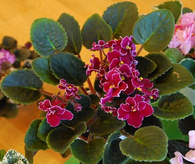 DSC_0174asmall.jpg