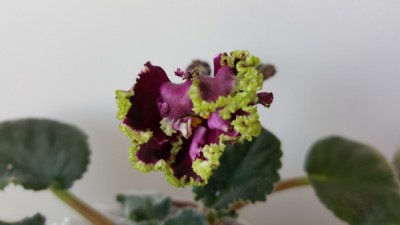 20160322_101203_001.jpg