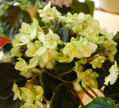 DSC_0333_1small.jpg