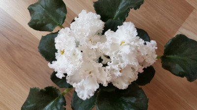 20160705_115459.jpg