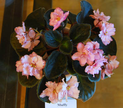 DSC_0257small.jpg