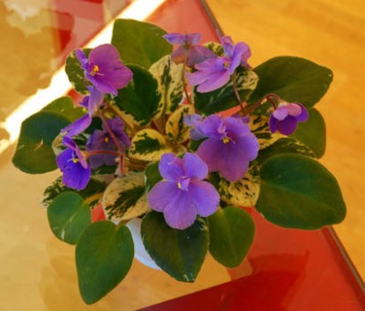 DSC_0486small.jpg